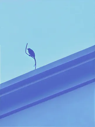 蓝鸟艺术照片