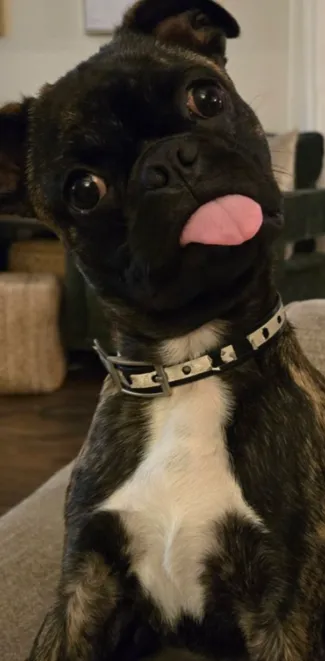 potato dog