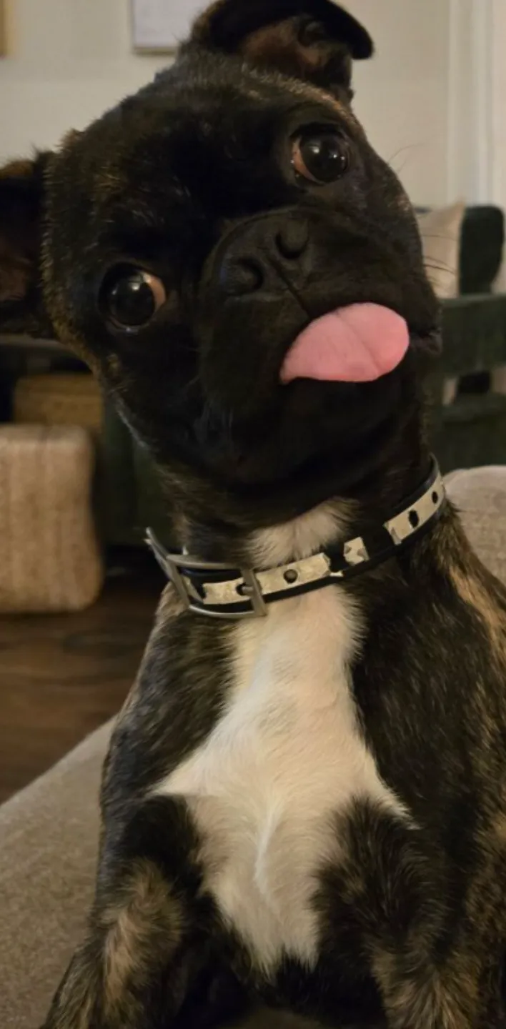 potato dog