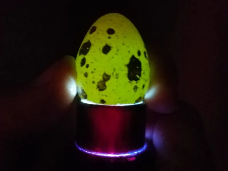 Egg Candler Attachment for Cheap Flashlight