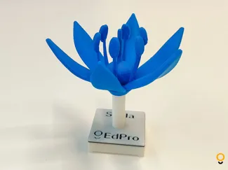 Scilla bifolia flower