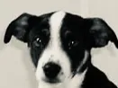boef the dog