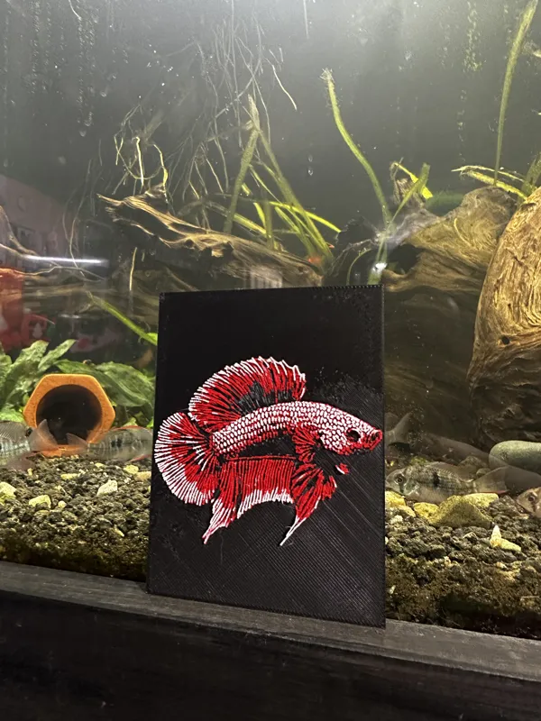 Crowntail Betta | HueForge
