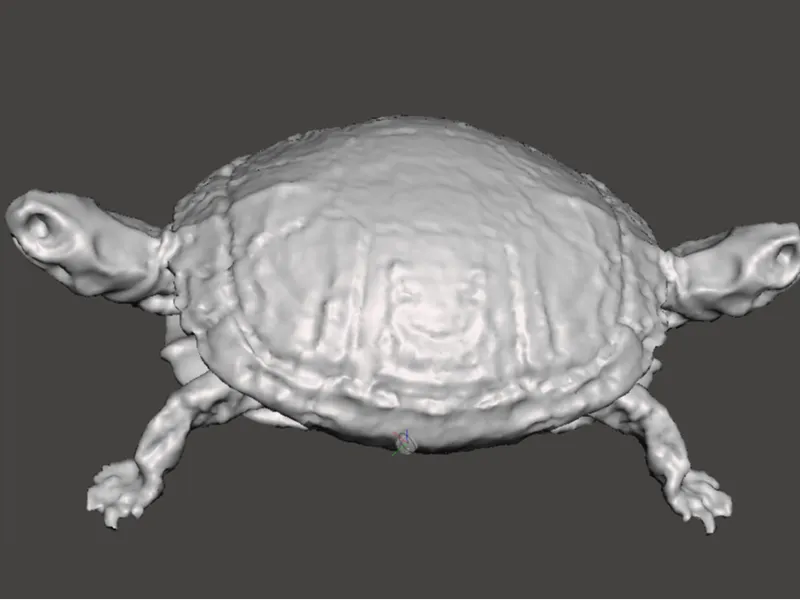 Turtle 2 Heads