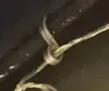 Hooks for christmas lights
