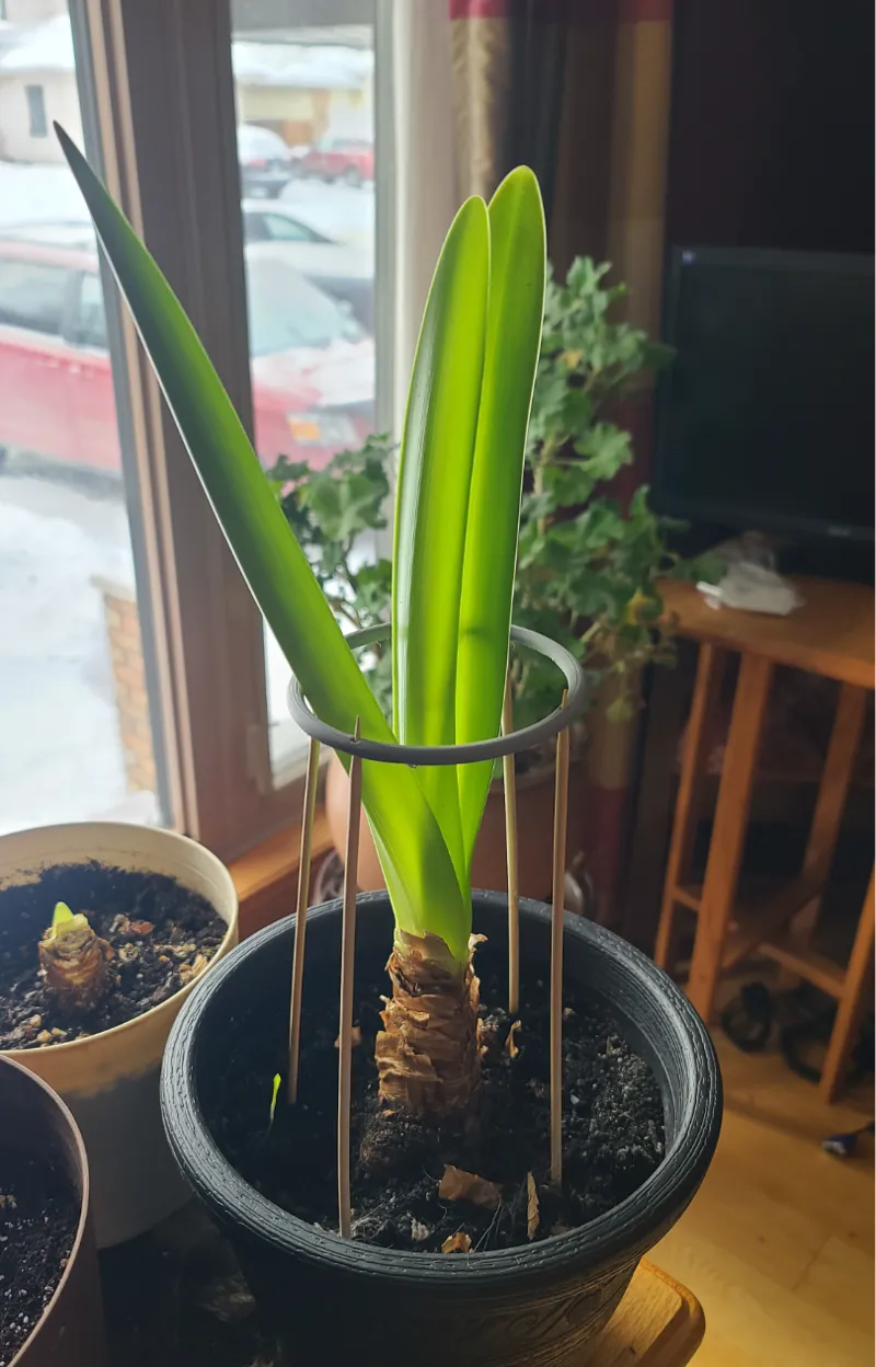 Amaryllis Support Ring