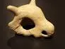 cubone