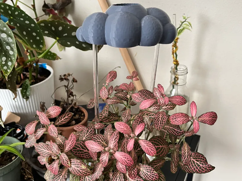 Rain Cloud Plant