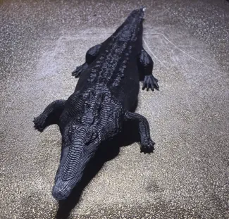 crocodile