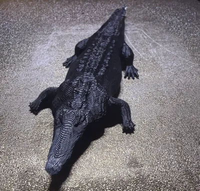 crocodile 
