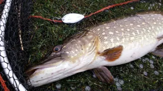 Fishing spoon / lure for pike