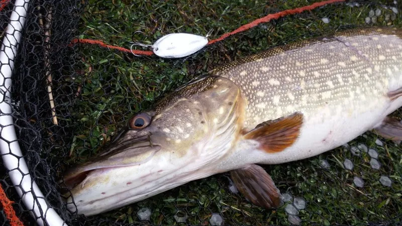 Fishing spoon / lure for pike