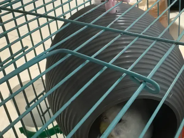 https://makerworld.bblmw.com/makerworld/model/DSM00000000890937/design/e3dd0e83-8044-46c7-a5a8-ac6a9c0089dd.webp