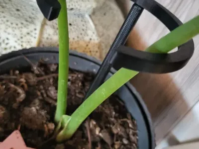 Plant Support