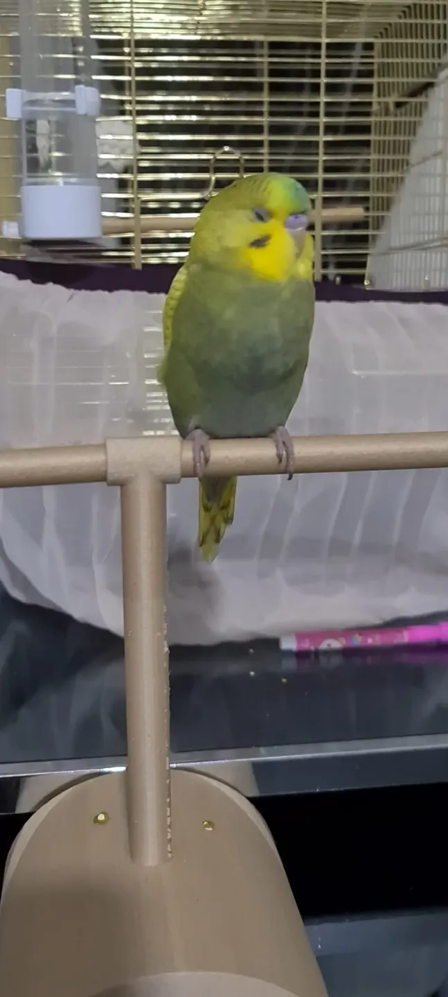 Bird perches
