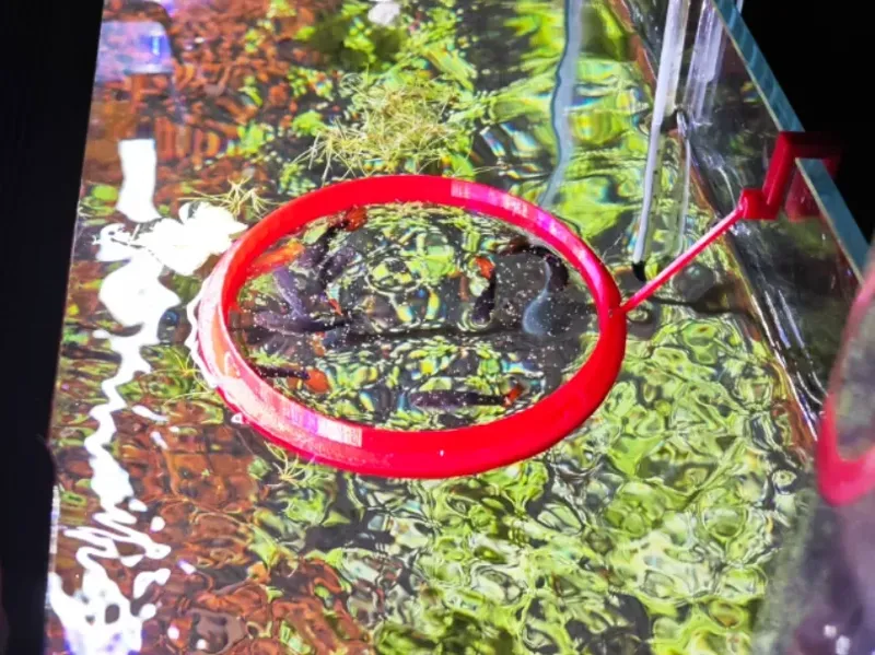 鱼缸圆形喂食环 Fish Tank Round Feeding Ring