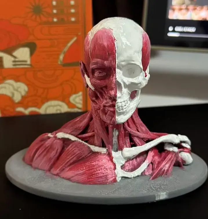 绘画模型 骨骼肌肉参考 胸像