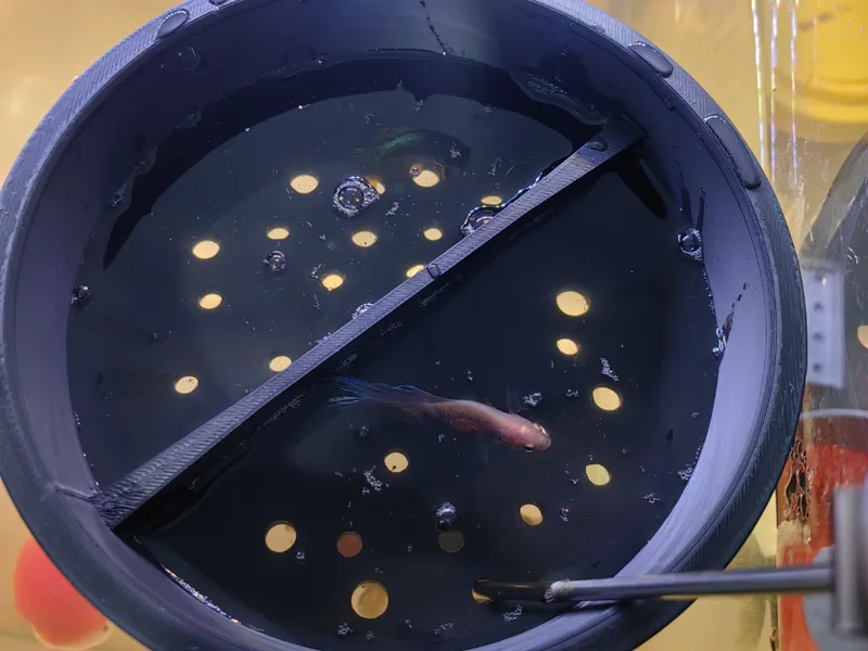 鱼缸混养隔离盘