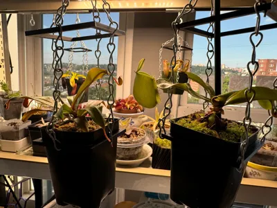 Hanging plant pot holder