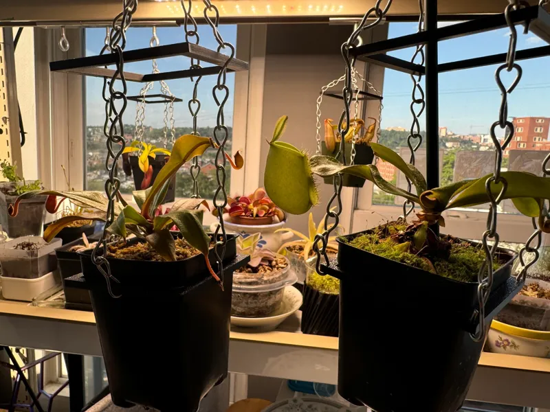 Hanging plant pot holder