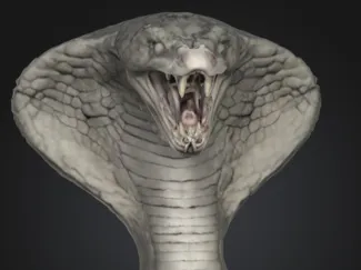 King Cobra head