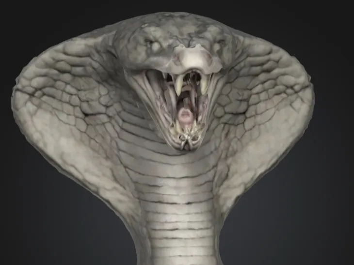 King Cobra head
