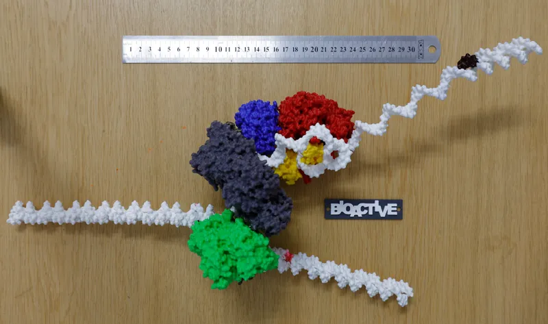 T7 DNA replisome