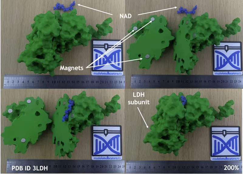 Lactate dehydrogenase with FAD and substrates