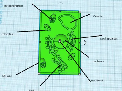 plant cell