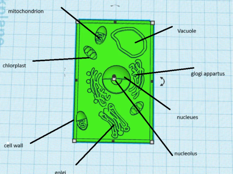 plant cell