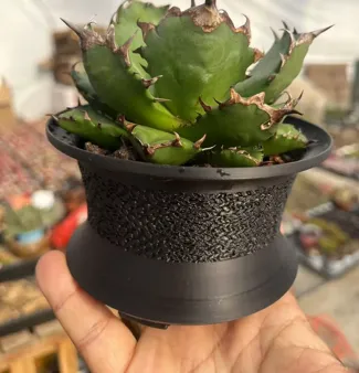 龙舌兰花盆