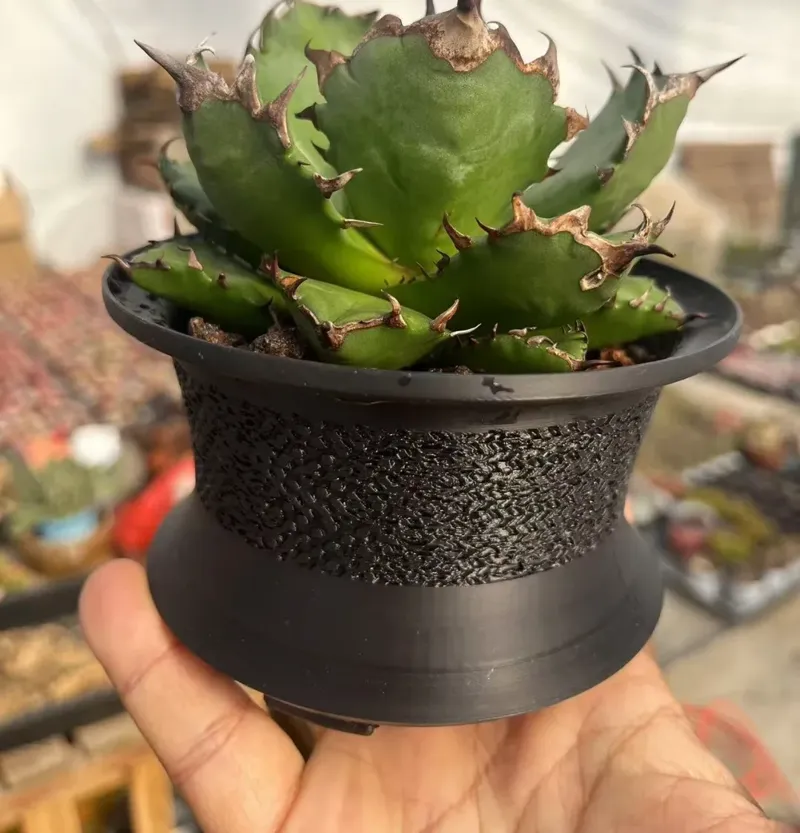龙舌兰花盆