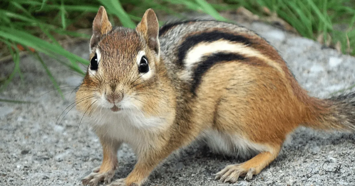 A close up of a squirrel