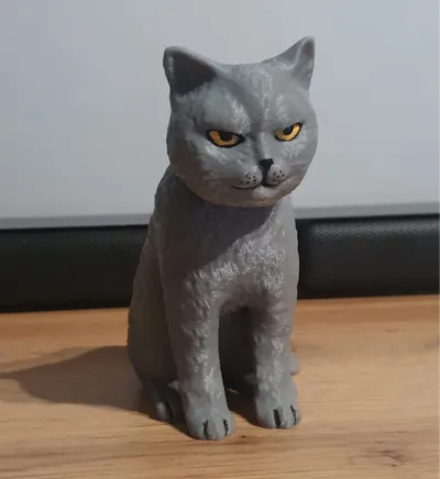 Angry British Shorthair Cat