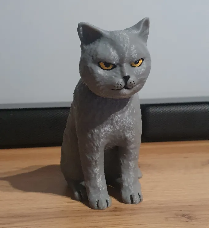 Angry British Shorthair Cat