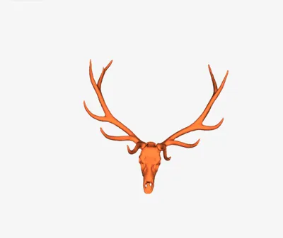 Bull elk