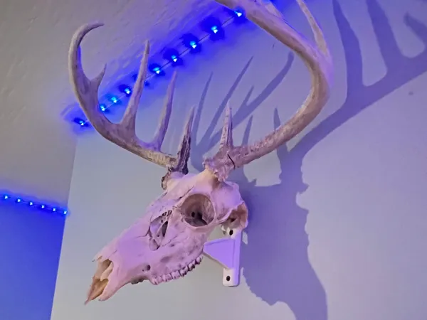 https://makerworld.bblmw.com/makerworld/model/DSM00000000938762/design/2025-01-01_c152283a7ddf8.jpg