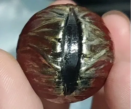 最终幻想14尼德霍格龙眼