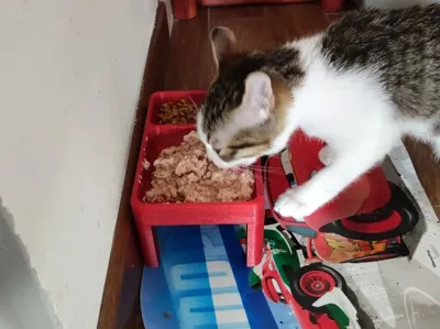 Ciotola Cat Food