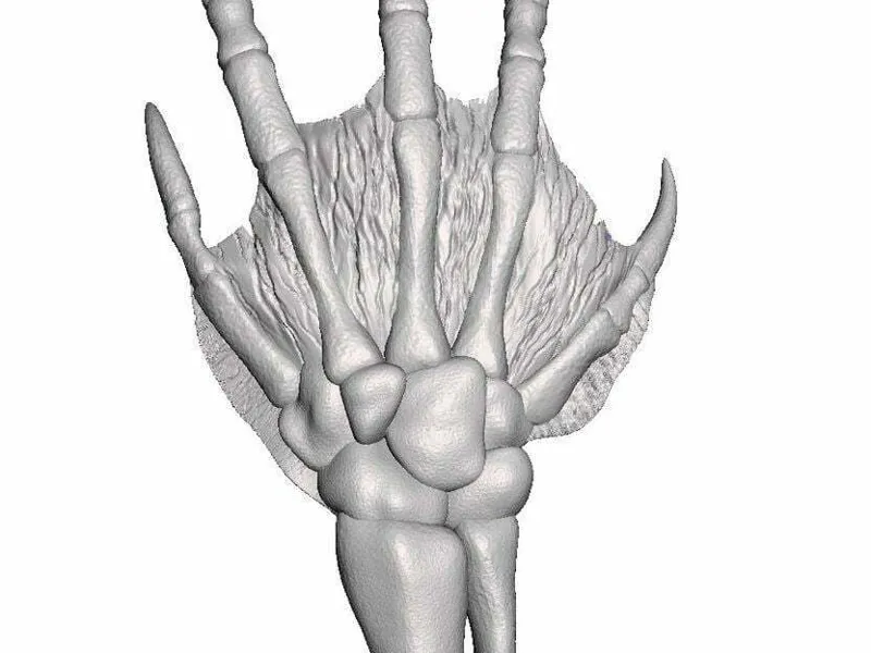 creature hand 
