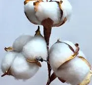 bluru