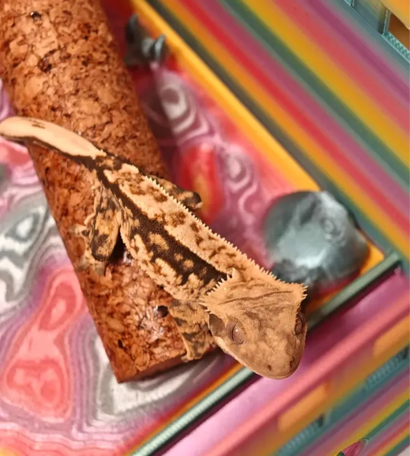 蜥蜴爬宠磁吸盒子