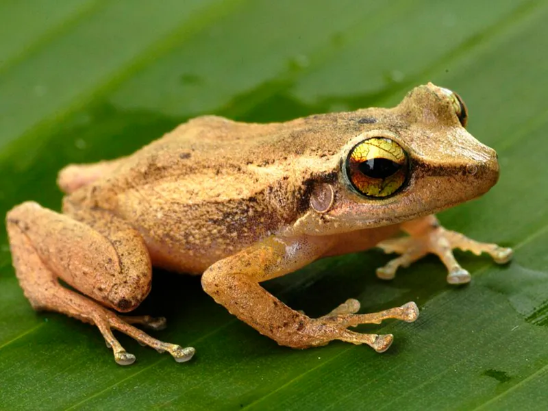 El cogui