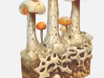 Fungus with mycelium