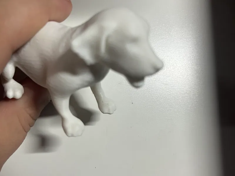 A cute labrador
