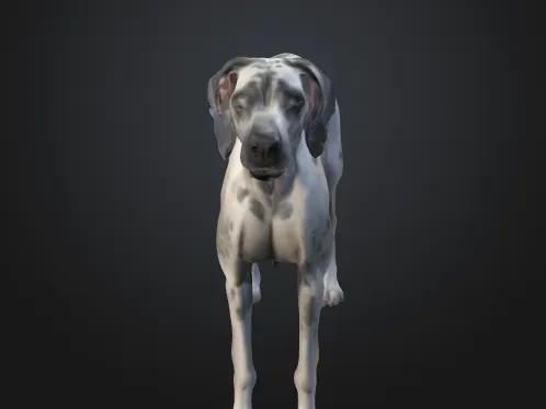 Great Dane