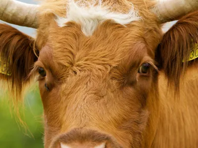 vasa the cow real 