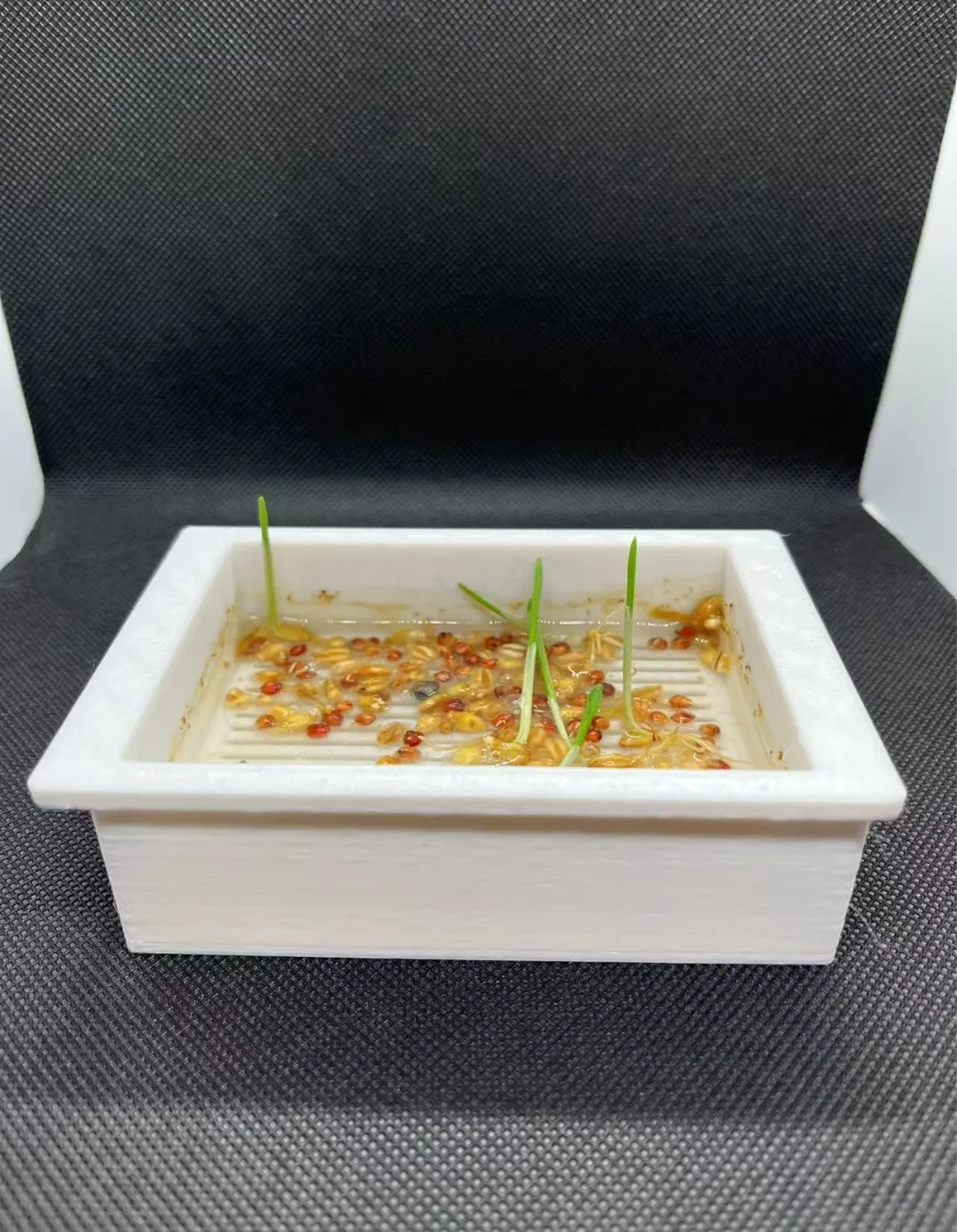 猫草水培盆