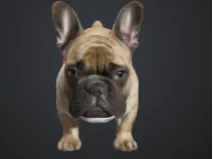 A  French Bulldog