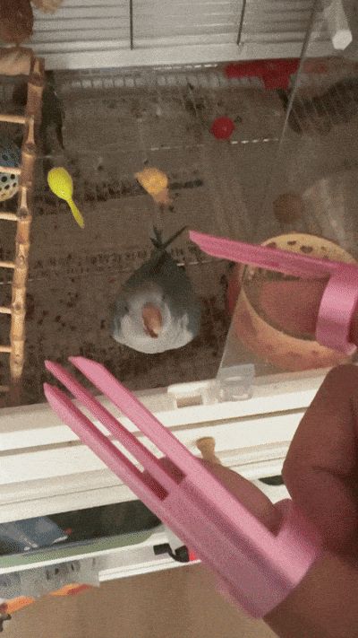 撸鸟器
